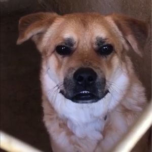 Meet your Posher, Sam